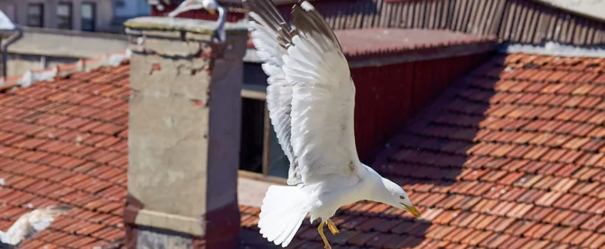 Residential Chimney Animal Removal Solution in Estero, FL