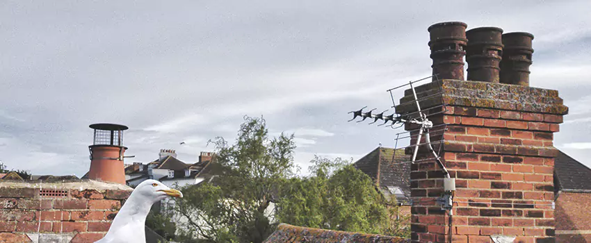 Chimney Cleaning And Restoration in Estero, Florida